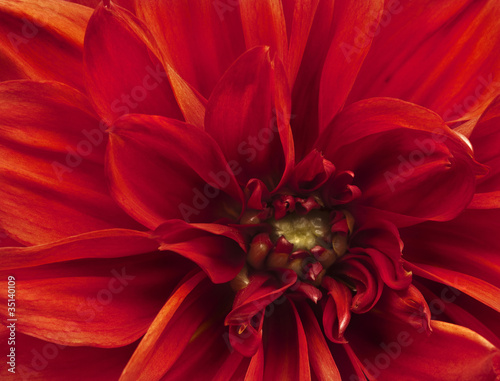 Beautifully toned macro close up of flower