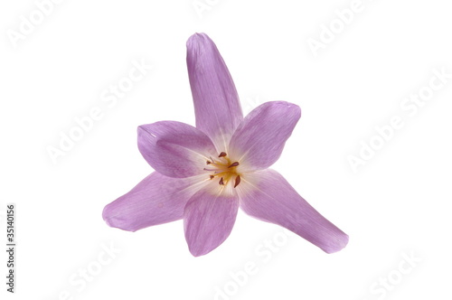 violet beauty flower