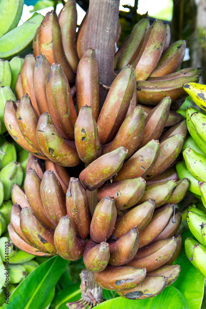 black banana , thai species