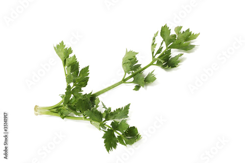 green branch of a celery