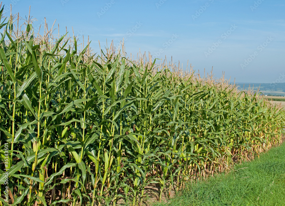 Fototapeta premium Maisfeld
