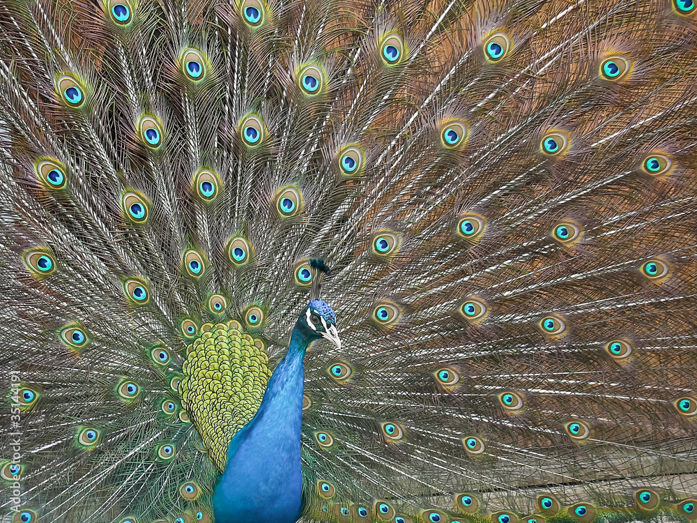 Fototapeta premium pfau