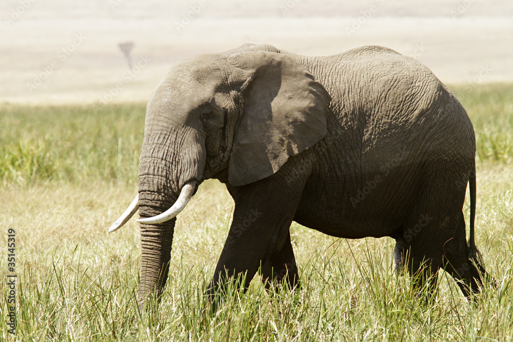 Fototapeta premium Elephant on the Masai Mara in Southwestern Kenya