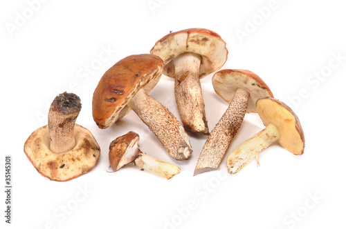 Mushrooms aspen mushrooms