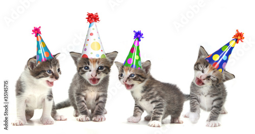 Birthday Song Singing Kittens on White Background © Katrina Brown