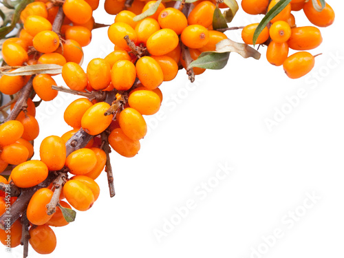 branch of sea-buckthorn berries on isolated white