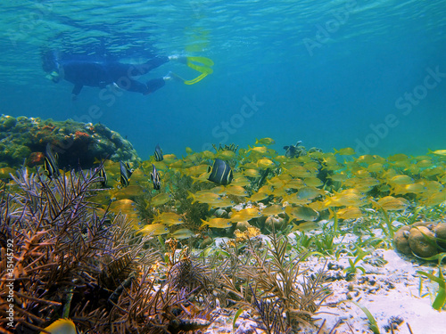 Fototapeta Naklejka Na Ścianę i Meble -  Underwater landscape in a coral reef with shoal of tropical fish and a man snorkeling in background, Caribbean sea, Panama