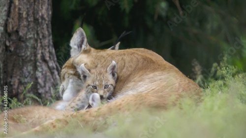 Luchs mit drei Jungen photo