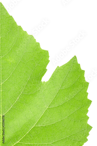 Grape leaf macro isolated on white background