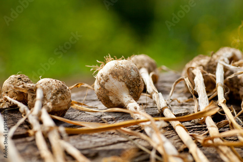 Biologocal garlics photo