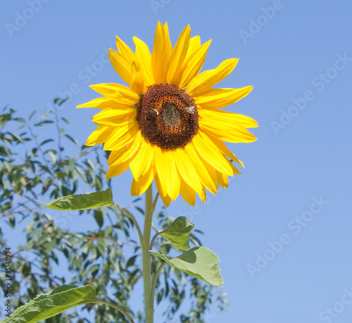 Bumblebee and bee on a sunflower