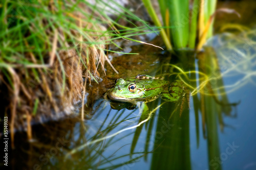 Frog in a natural environment