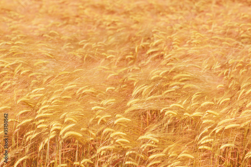 Golden ripe wheat field background in shallow DOF