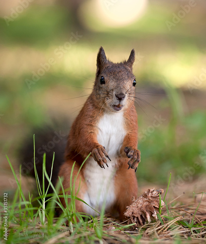 Canvas Print Red squirrel