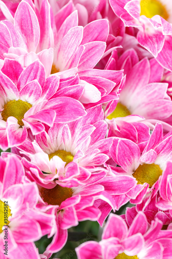 Chrysanthemum Flowers