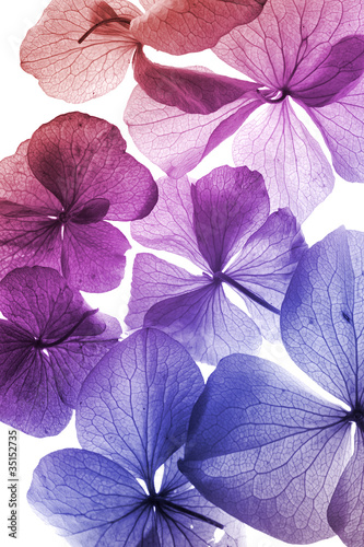 colorful flowers closeup