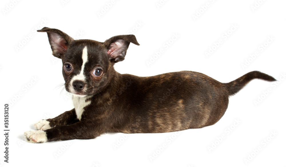 cute small chihuahua puppy sitting on white looking at camera is cute small chihuahua puppy sitting on white looking at camera is