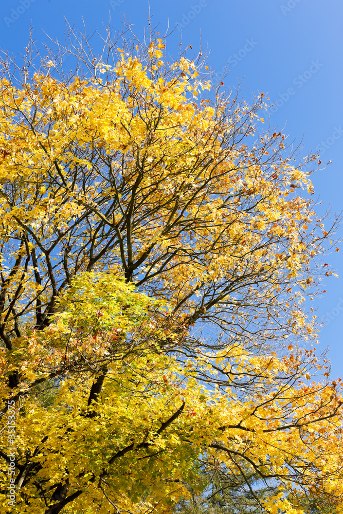 close up of autumnal tree close up of autumnal tree