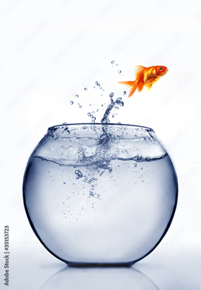 Fototapeta premium goldfish jumping out of the water