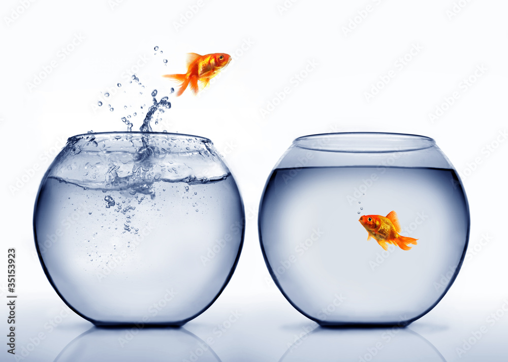 Obraz premium goldfish jumping out of the water