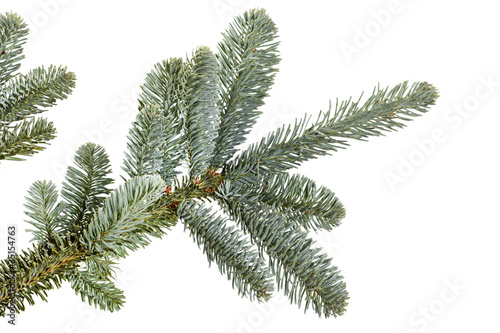 Fir tree branch on a white background.