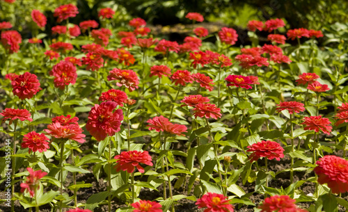 Red dahlia