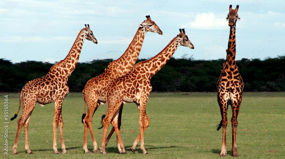Obraz premium Giraffe
