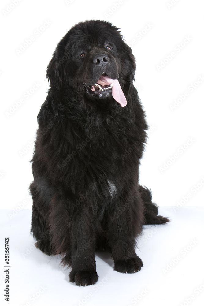 Fototapeta premium terre neuve assis langue pendante