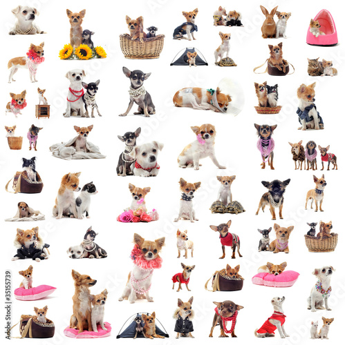 Fototapeta Naklejka Na Ścianę i Meble -  chihuahuas en situation