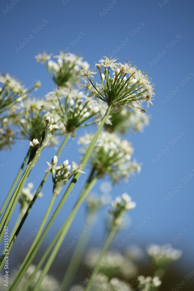 チャイブの花 チャイブの花