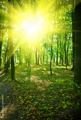 morning in the green park