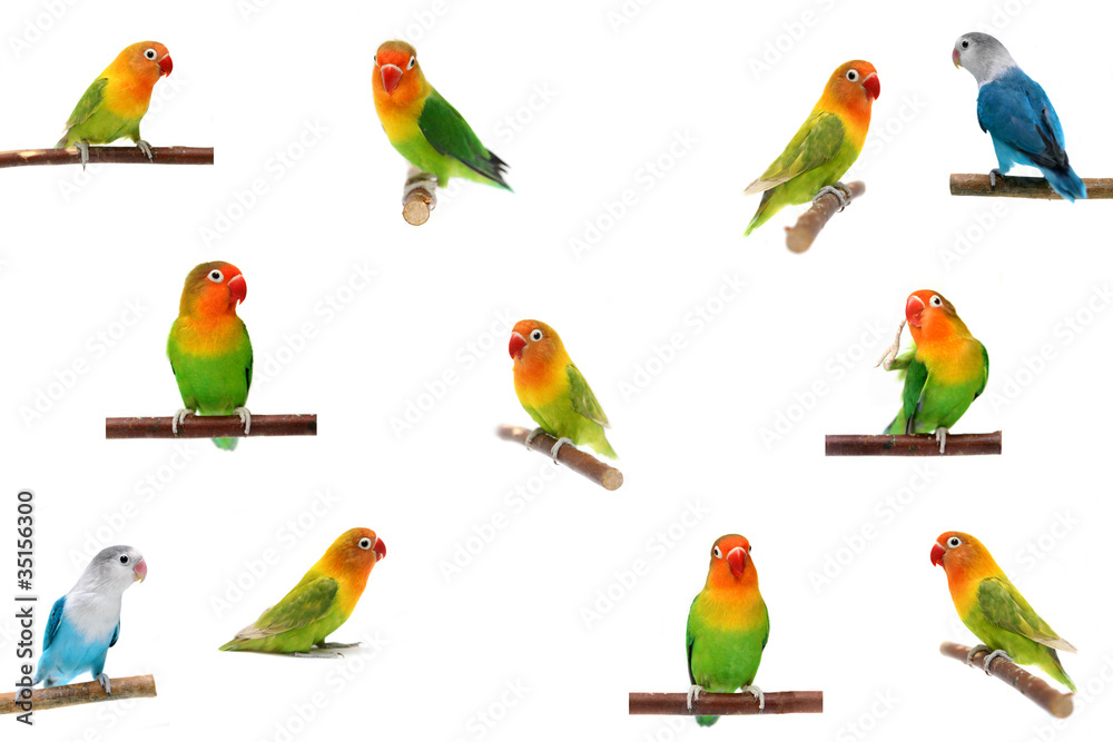 Obraz premium Set Lovebirds isolated on white Agapornis fischeri