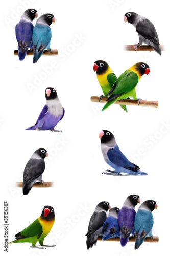 Set Lovebirds isolated on white Agapornis Masked photo