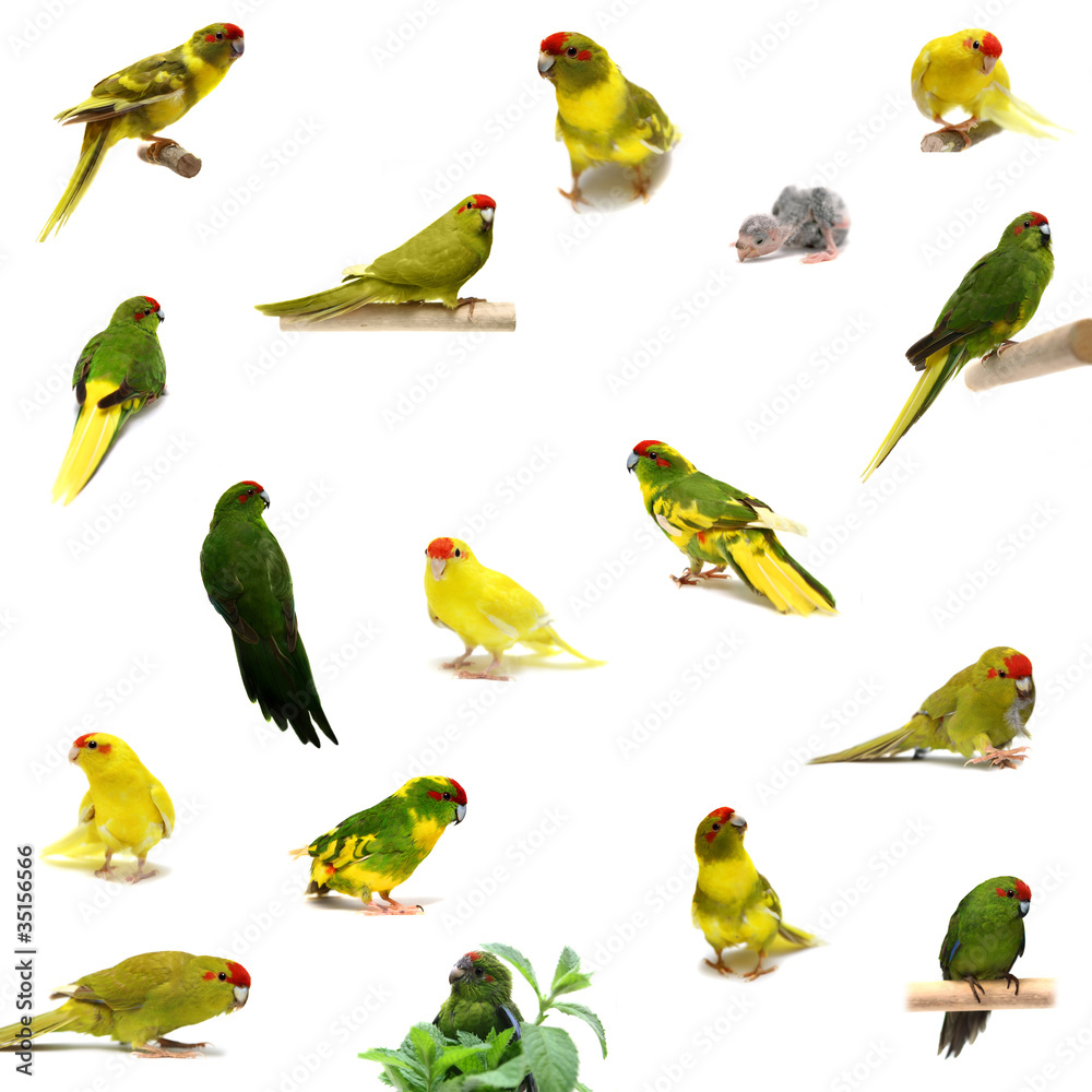 Naklejka premium Set kakarikies isolated on white