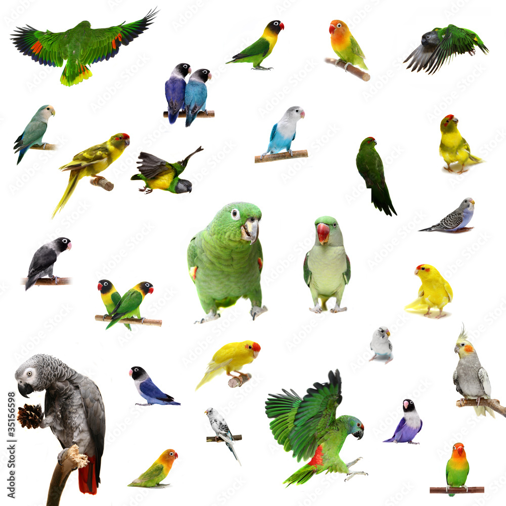 Obraz premium Set parrots and parakeets isolated on white