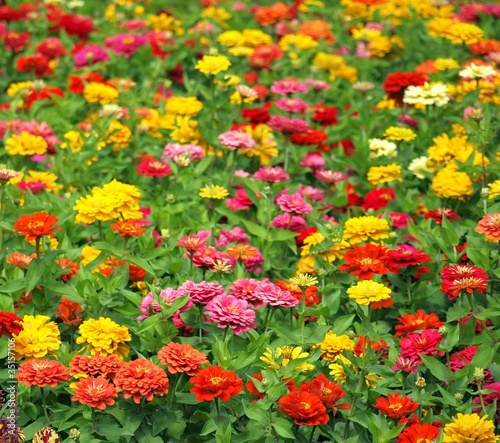Brightly Colored Marigold Flowers © Yali Shi