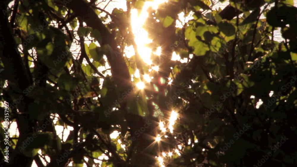 Starburst sunlight shining through a tree. Starburst sunlight shining through a tree.