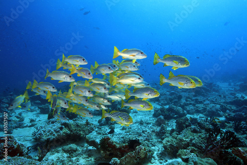 Fototapeta Naklejka Na Ścianę i Meble -  Fische im Korallenriff