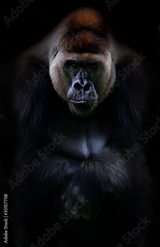 Tableau sur toile Portrait de gorille