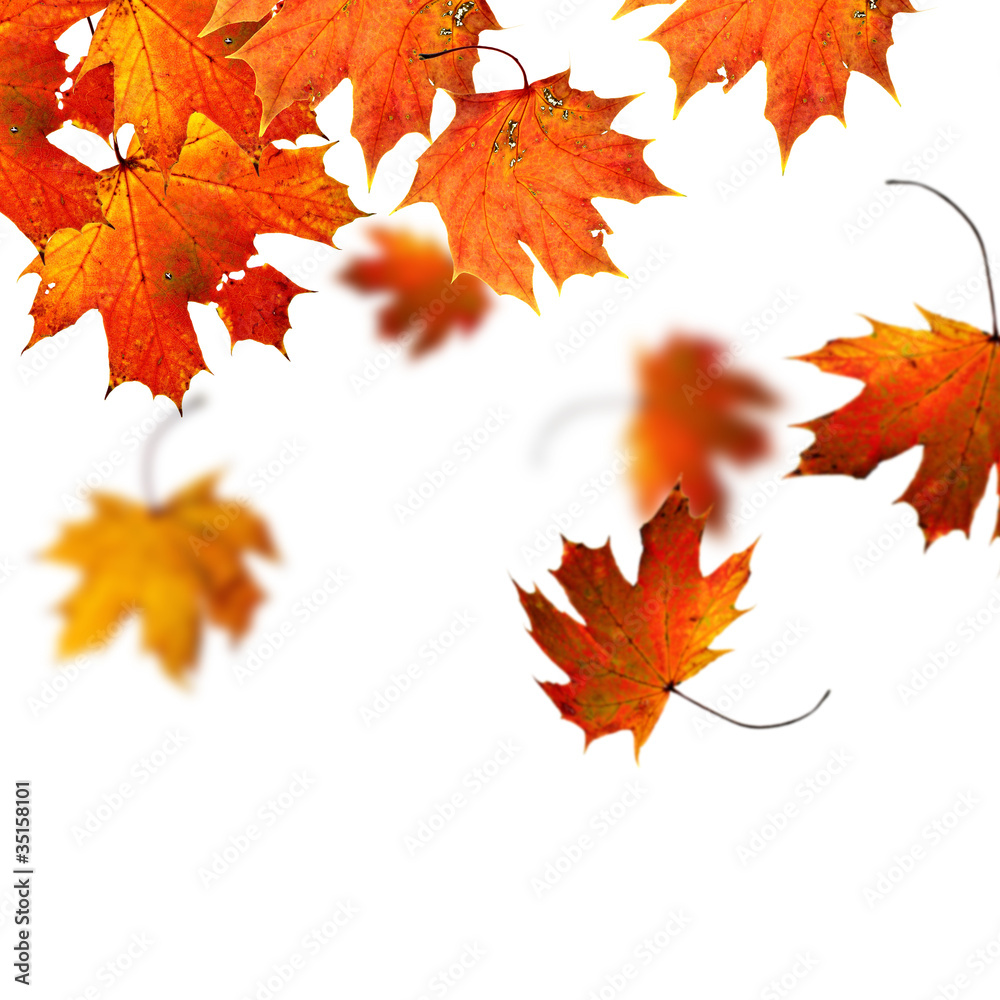 Obraz premium Maple leaves on white