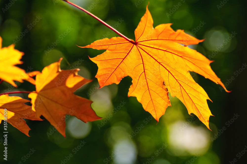 Autumn is coming Autumn is coming