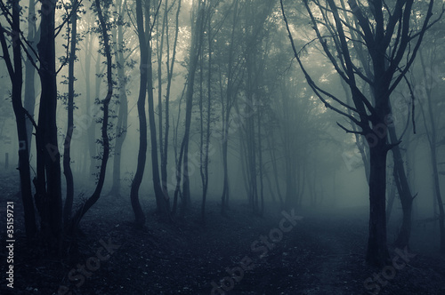 forest landscape with fog