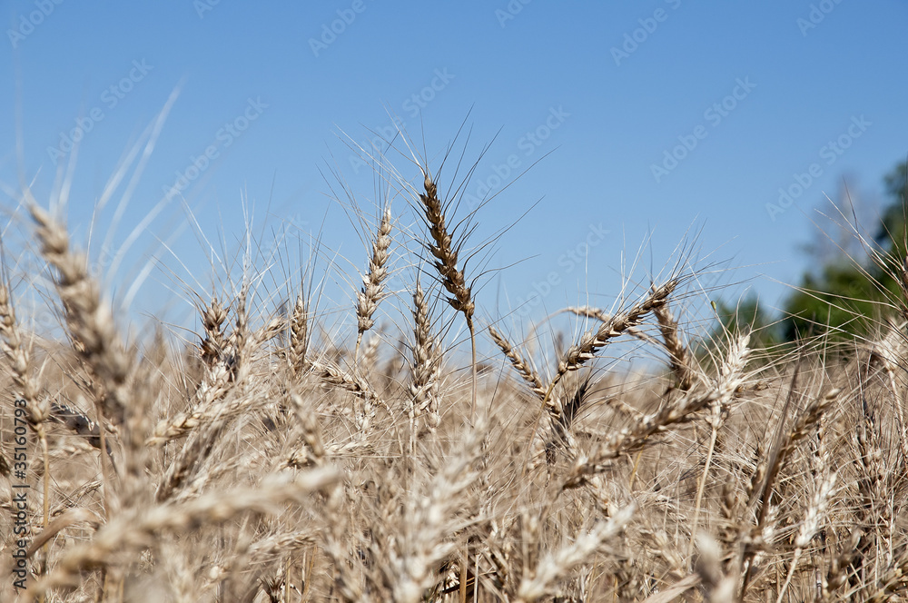 Fototapeta premium Колосья в поле на фоне яркого неба