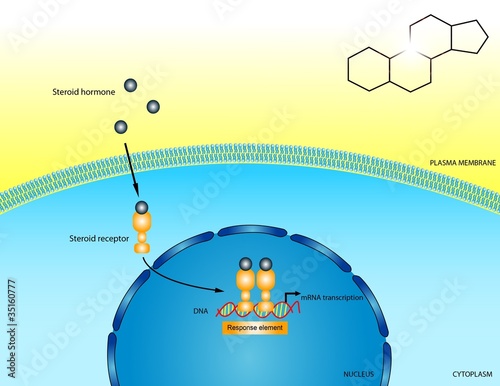 фотографія Steroid receptors