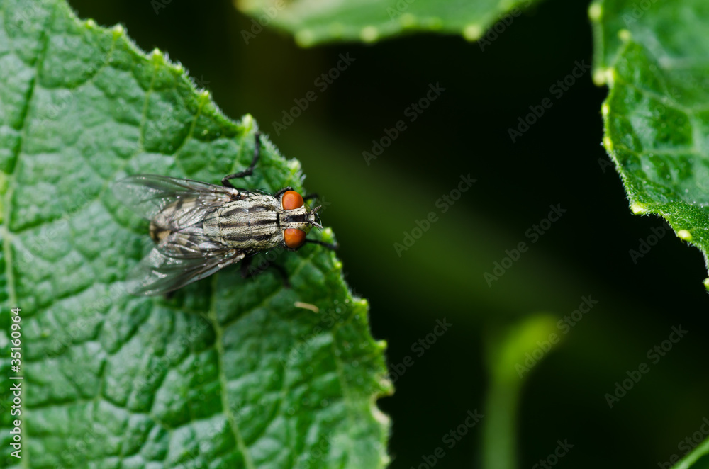 Fototapeta premium fly in green nature