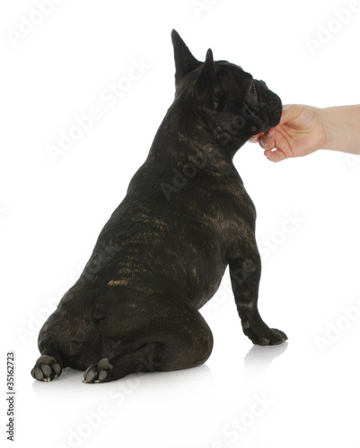 Fototapeta Naklejka Na Ścianę i Meble -  hand holding dog
