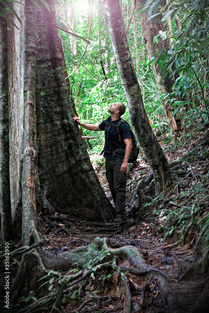 traveler and adventurer leans against a tree or huge to admire all its majesty. Borneo Malaysia. travel and adventure concept. traveler and adventurer leans against a tree or huge to admire all its majesty. Borneo Malaysia. travel and adventure concept.