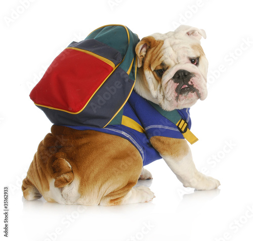 dog obedience school