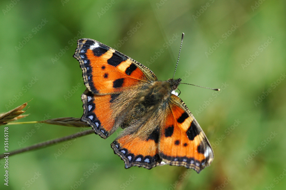 Petite Tortue (Aglais urticae) Petite Tortue (Aglais urticae)
