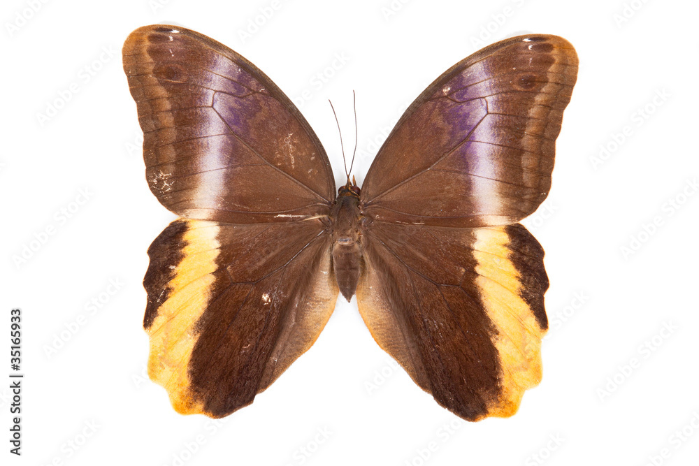 Brown and yellow butterfly Caligo atreus